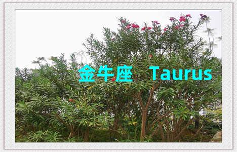 金牛座   Taurus